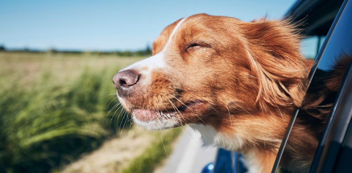 Why Routine Makes Dogs Happier and How to Create One That Works