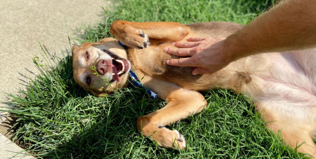 Head Scratches or Belly Rubs?  A Guide to Your Dog’s Favorite Ways to Be Pet