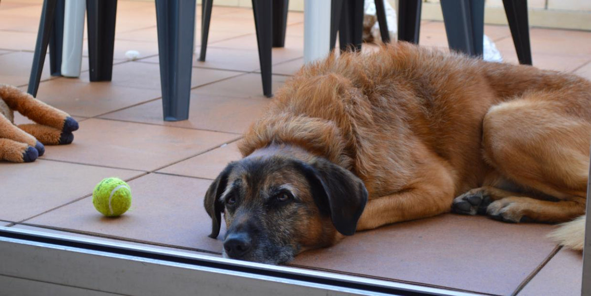 Is Your Dog Bored? 10 Easy Ways to Keep Them Mentally Stimulated