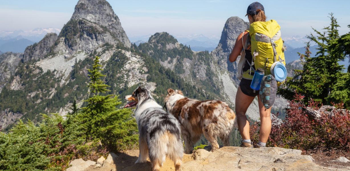 The Best Dog Treats for Hiking, Road Trips & Everyday Adventures