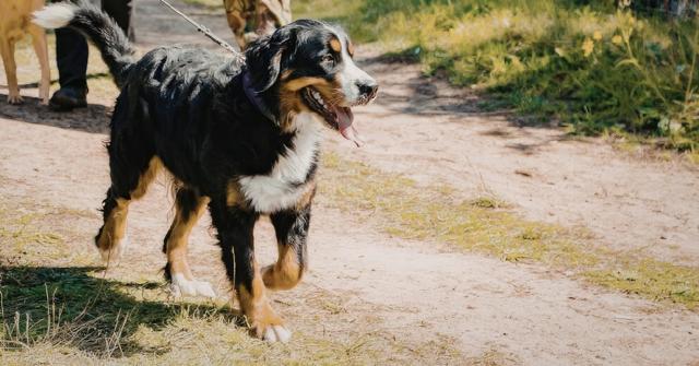 Best Exercises for Dogs with Joint Issues