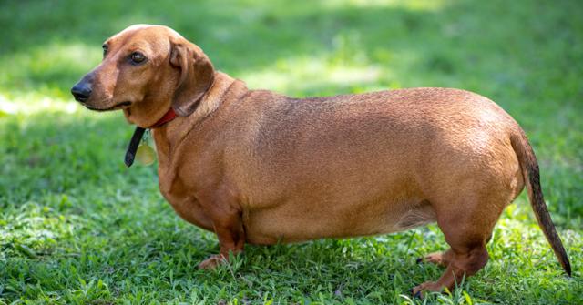 Weight Management and Your Dog’s Joint Health
