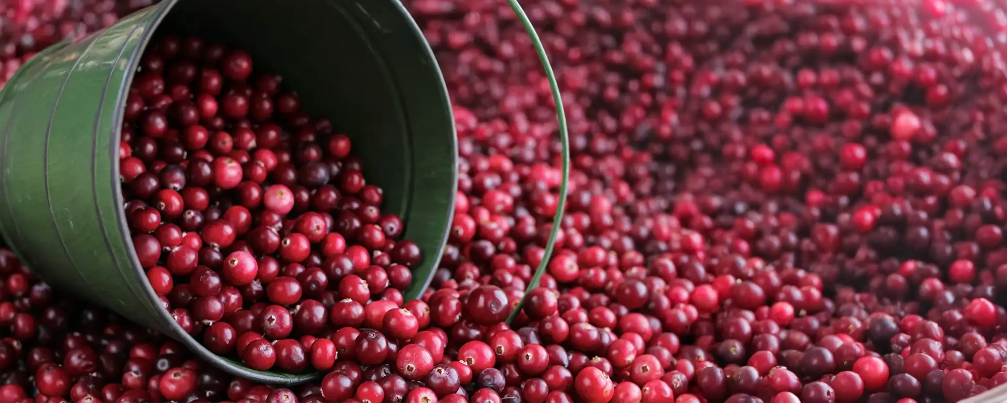 Supporting Your Dog’s Immune System