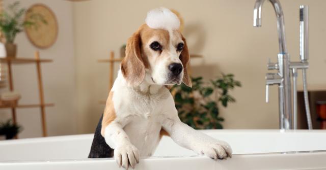 Dog Dandruff: Causes and Natural Remedies