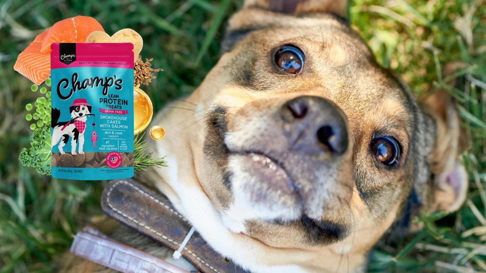 Dog Skin & Coat Health: The Complete Owner's Guide