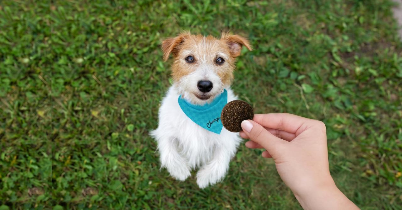 Soft Dog Treats: Benefits and Uses for Every Dog
