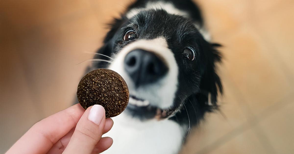 What Are Dog Treats? Types, Uses & Healthy Feeding Guidelines
