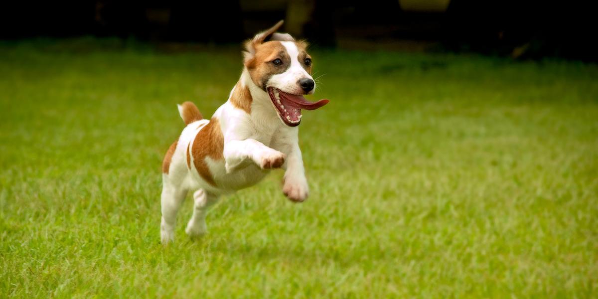 Simple Ways to Make Your Dog Happier Every Day