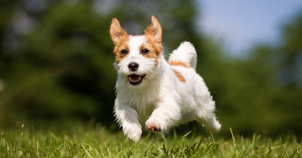 Keep Your Dog Moving