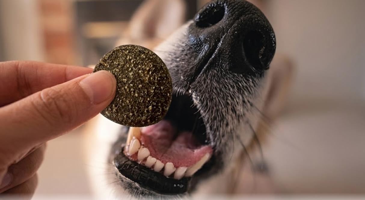 Why Do Dogs Love Smelly Treats So Much?