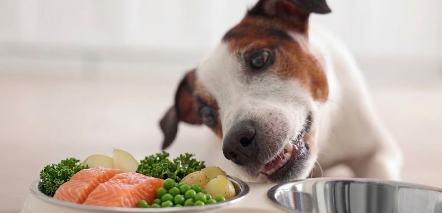 Salmon for Dogs: All the Benefits, Without the Stinky Fish Breath