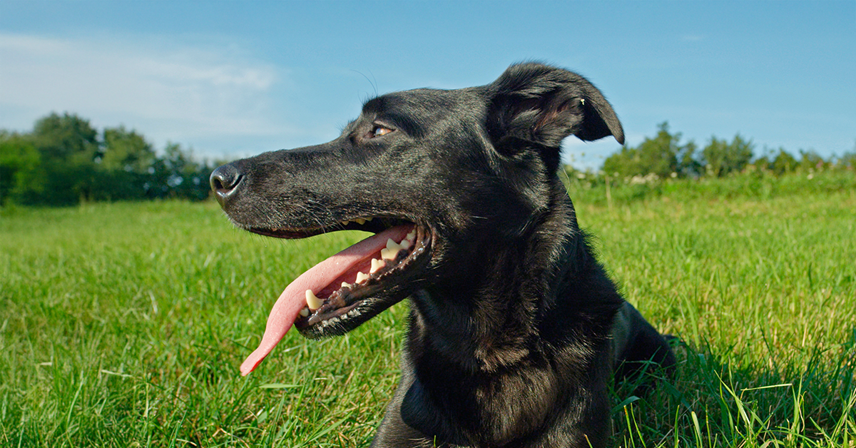 Dog Coat Care Tips: Keep Your Dog’s Fur Shiny and Healthy