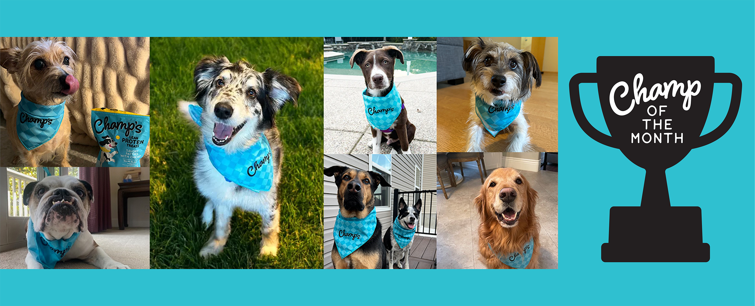 Champ’s Celebrates National Dog Day With New “Champ of the  Month” Program