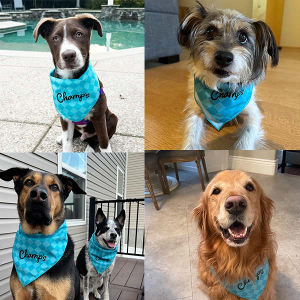 Collage of dogs wearing a blue bandana with 'Champs' written on it in various settings.